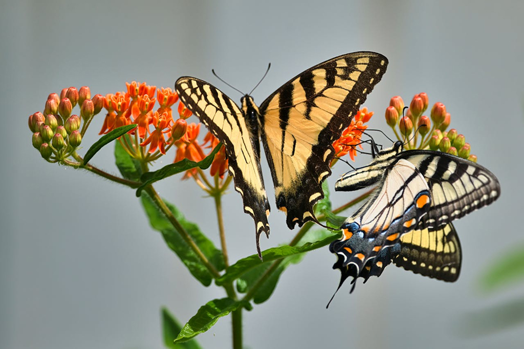 two yellow butterflies perching on a flower san mateo cost of living