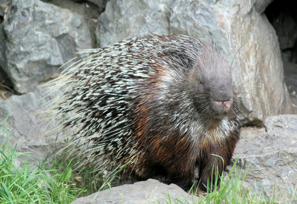 a gray and black porcupine standing on a rock