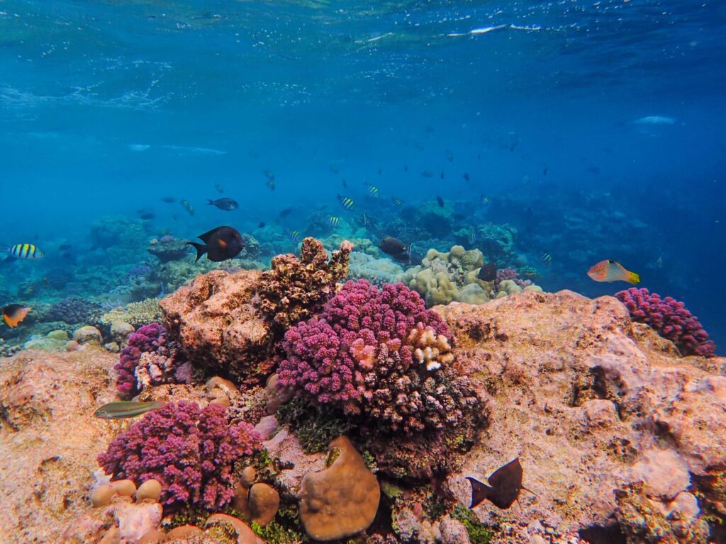fish and coral reef in sea
